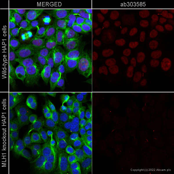 Immunocytochemistry - Alexa Fluor® 647 Anti-MLH1 antibody [EPR20522] (AB303585)