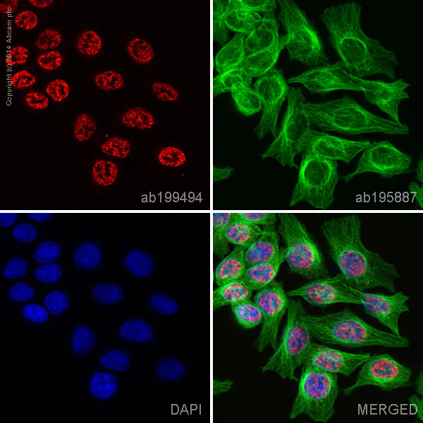 Immunocytochemistry/ Immunofluorescence - Alexa Fluor® 647 Anti-MLH1 antibody [EPR3894] (AB199494)