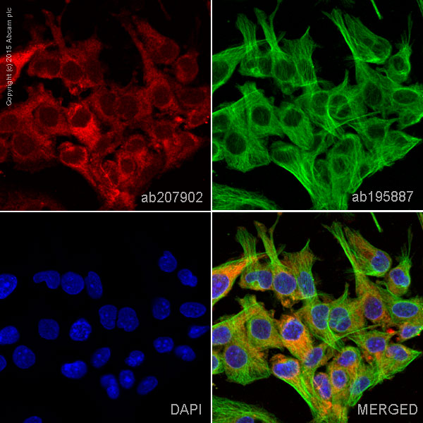 Immunocytochemistry/ Immunofluorescence - Alexa Fluor® 647 Anti-MLKL antibody [EPR17514] (AB207902), expandable thumbnail
