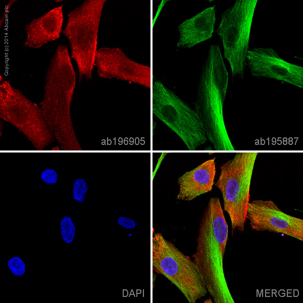Immunocytochemistry/ Immunofluorescence - Alexa Fluor® 647 Anti-MMP1 antibody [EP1247Y] (AB196905), expandable thumbnail