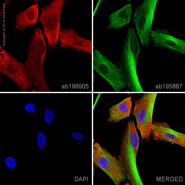 Immunocytochemistry/ Immunofluorescence - Alexa Fluor® 647 Anti-MMP1 antibody [EP1247Y] (AB196905)