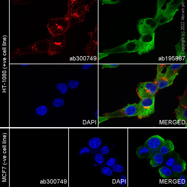 Immunomicroscopy - Alexa Fluor® 647 Anti-MMP14 antibody [EP1264Y] (AB300749)