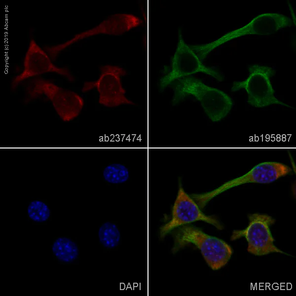 Immunocytochemistry/ Immunofluorescence - Alexa Fluor® 647 Anti-MMP2 antibody [EPR1184] (AB237474)