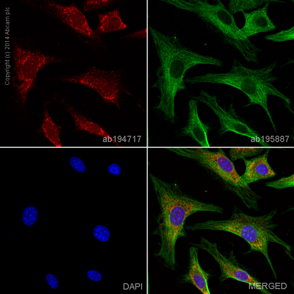 Immunocytochemistry/ Immunofluorescence - Alexa Fluor® 647 Anti-MMP3 antibody [EP1186Y] (AB194717), expandable thumbnail