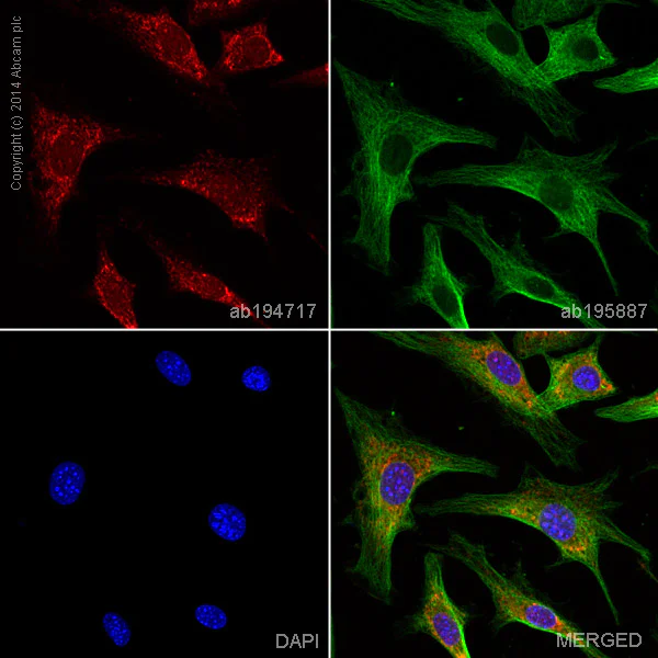 Immunocytochemistry/ Immunofluorescence - Alexa Fluor® 647 Anti-MMP3 antibody [EP1186Y] (AB194717)
