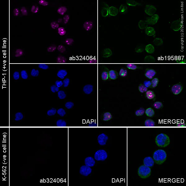 Immunocytochemistry/ Immunofluorescence - Alexa Fluor® 647 Anti-MNDA antibody [EPR28267-44] (AB324064)