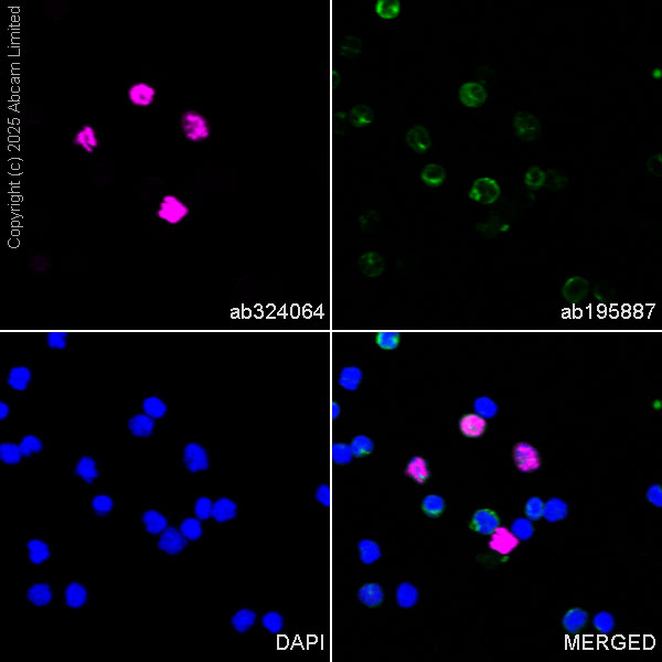 Immunocytochemistry/ Immunofluorescence - Alexa Fluor® 647 Anti-MNDA antibody [EPR28267-44] (ab324064), expandable thumbnail