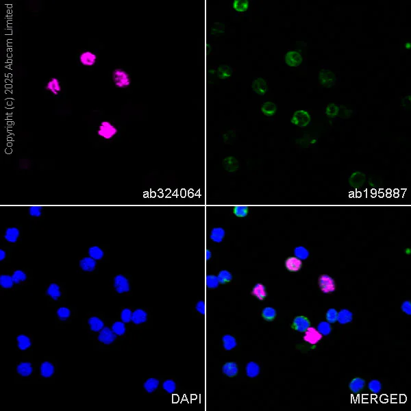 Immunocytochemistry/ Immunofluorescence - Alexa Fluor® 647 Anti-MNDA antibody [EPR28267-44] (AB324064)