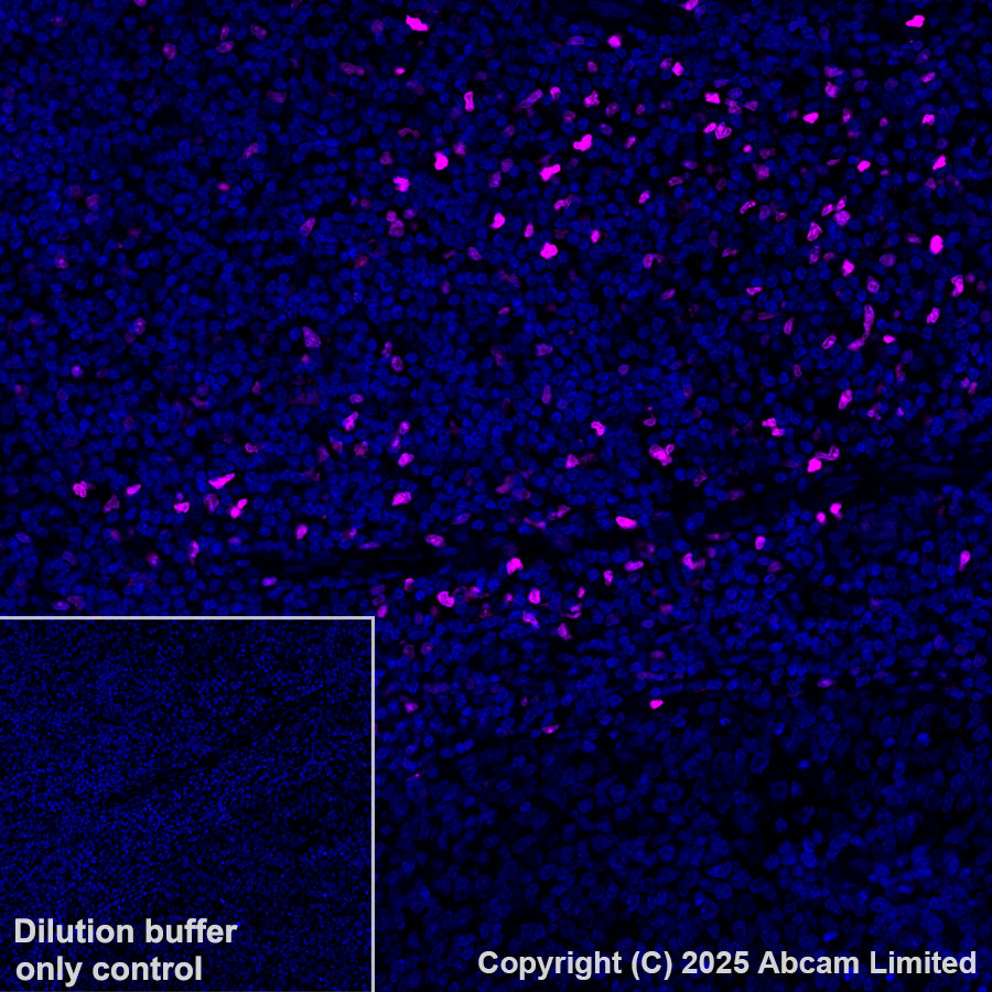 Immunohistochemistry (Formalin/PFA-fixed paraffin-embedded sections) - Alexa Fluor® 647 Anti-MNDA antibody [EPR28267-44] (AB324064), expandable thumbnail