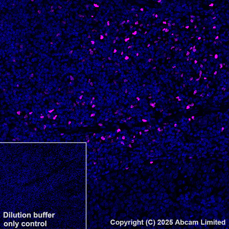 Immunohistochemistry (Formalin/PFA-fixed paraffin-embedded sections) - Alexa Fluor® 647 Anti-MNDA antibody [EPR28267-44] (AB324064)