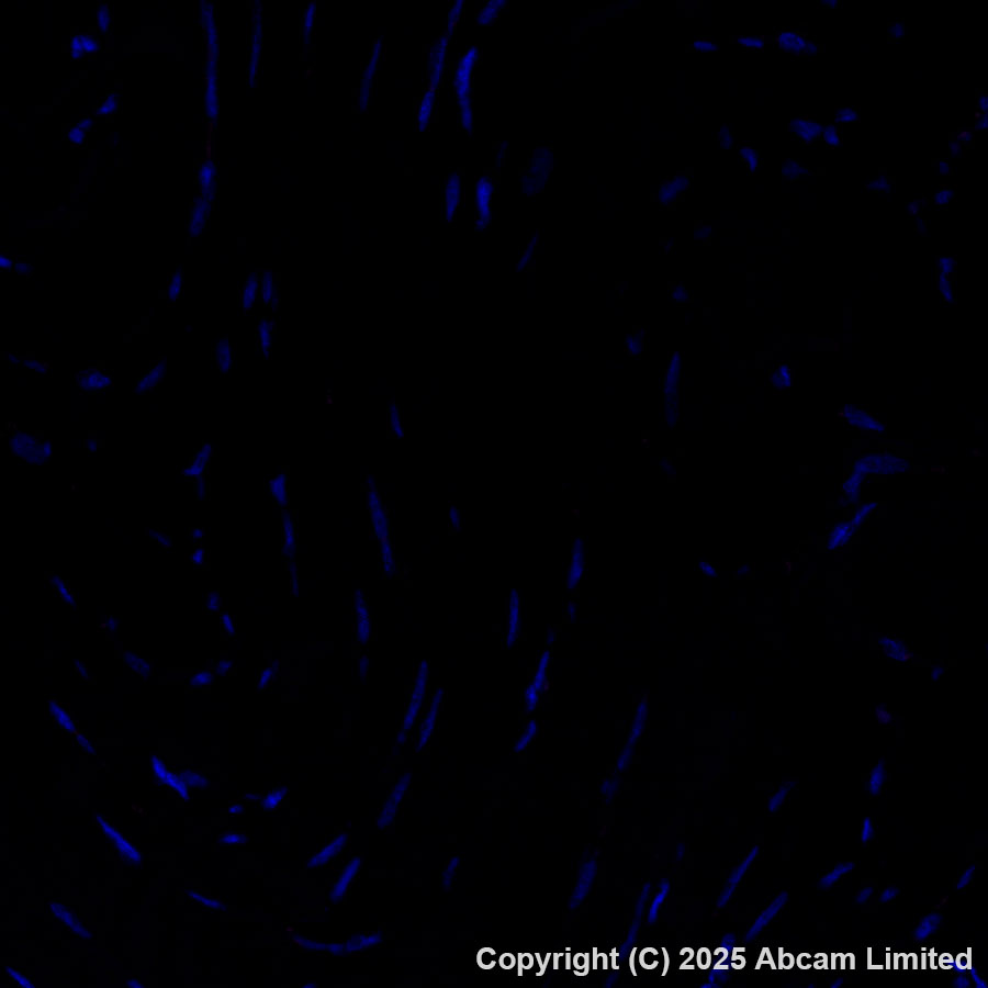 Immunohistochemistry (Formalin/PFA-fixed paraffin-embedded sections) - Alexa Fluor® 647 Anti-MNDA antibody [EPR28267-44] (AB324064), expandable thumbnail