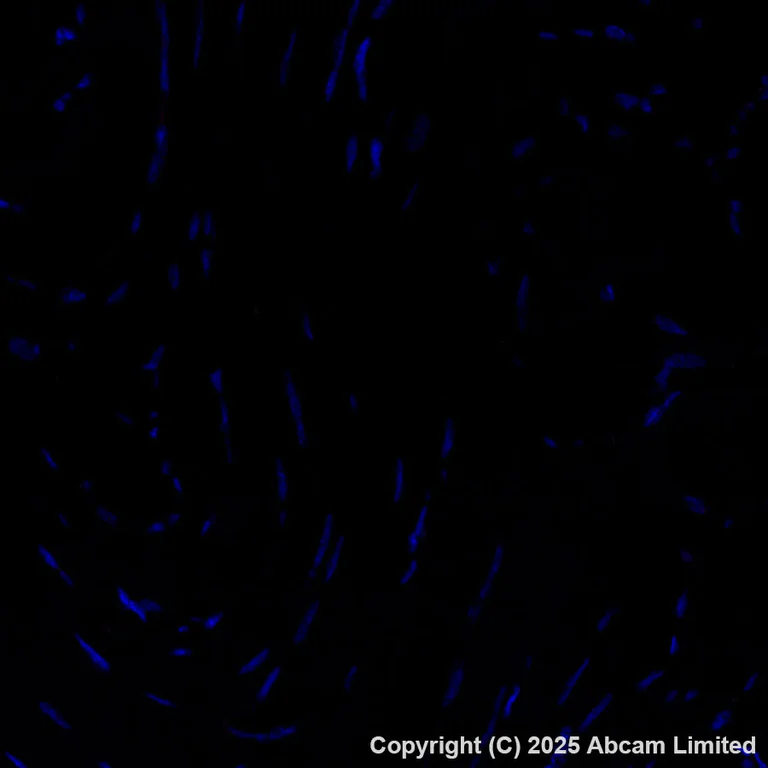 Immunohistochemistry (Formalin/PFA-fixed paraffin-embedded sections) - Alexa Fluor® 647 Anti-MNDA antibody [EPR28267-44] (AB324064)