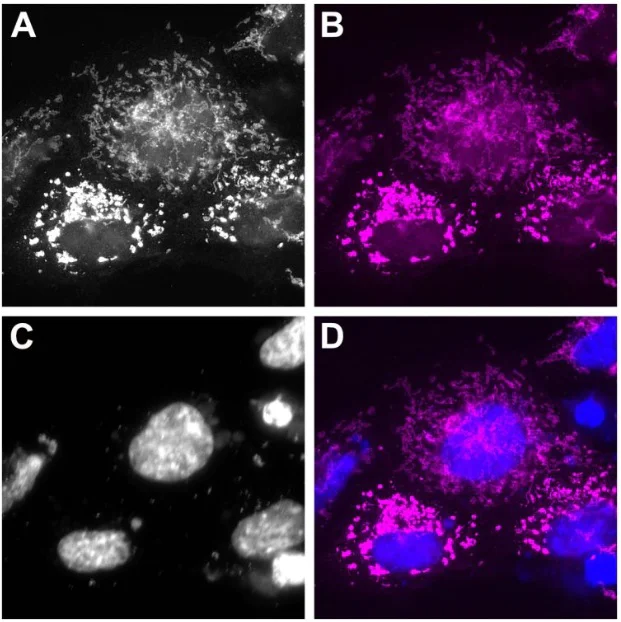 Immunocytochemistry/ Immunofluorescence - Alexa Fluor® 647 Anti-mNeonGreen VHH antibody [1E2] (AB325304)