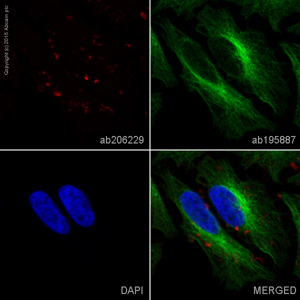 Immunocytochemistry/ Immunofluorescence - Alexa Fluor® 647 Anti-Moesin antibody [EP1863Y] (AB206229), expandable thumbnail
