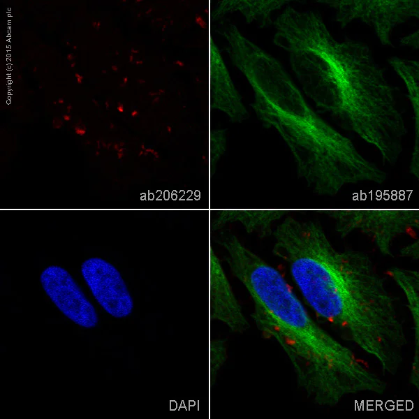 Immunocytochemistry/ Immunofluorescence - Alexa Fluor® 647 Anti-Moesin antibody [EP1863Y] (AB206229)