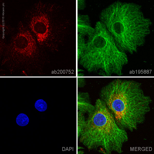 Immunocytochemistry/ Immunofluorescence - Alexa Fluor® 647 Anti-Monoamine Oxidase A/MAO-A antibody [EPR7101] (AB200752), expandable thumbnail