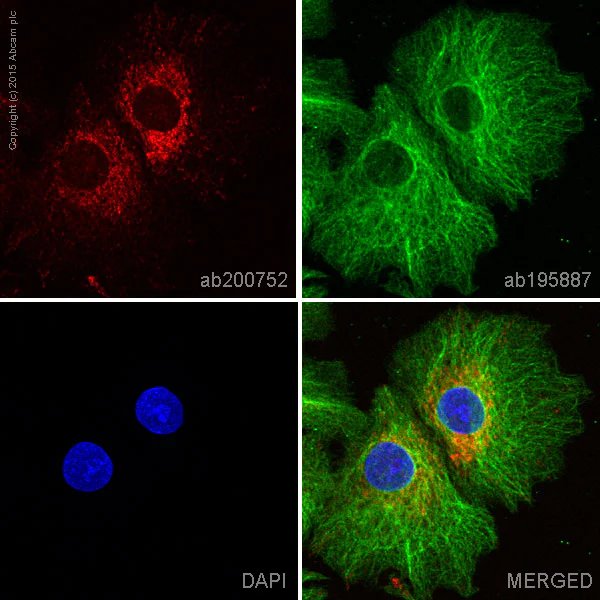 Immunocytochemistry/ Immunofluorescence - Alexa Fluor® 647 Anti-Monoamine Oxidase A/MAO-A antibody [EPR7101] (AB200752)
