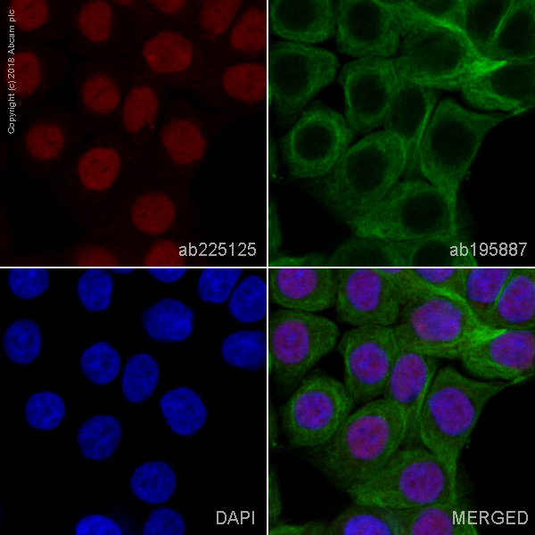 Immunocytochemistry/ Immunofluorescence - Alexa Fluor® 647 Anti-MSH3 antibody [EPR4334(2)] (AB225125), expandable thumbnail