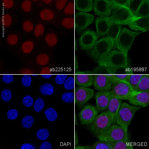 Immunocytochemistry/ Immunofluorescence - Alexa Fluor® 647 Anti-MSH3 antibody [EPR4334(2)] (AB225125)