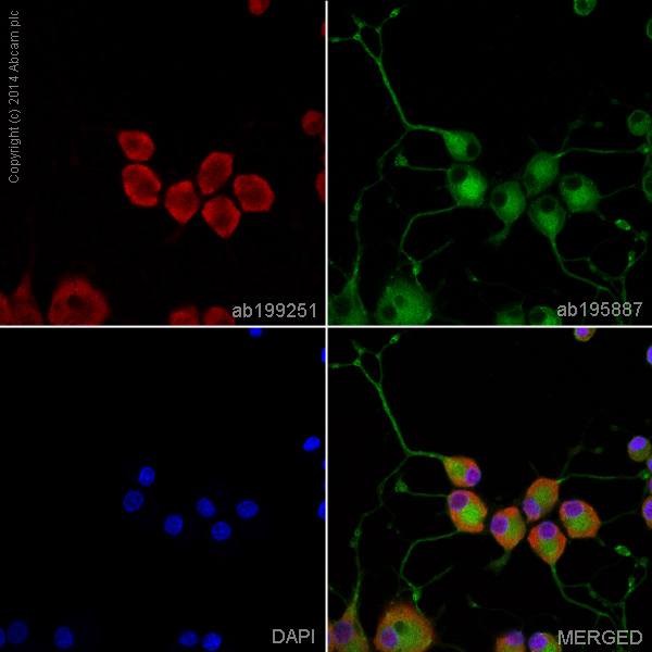 Immunocytochemistry/ Immunofluorescence - Alexa Fluor® 647 Anti-MSI2 antibody [EP1305Y] (AB199251), expandable thumbnail