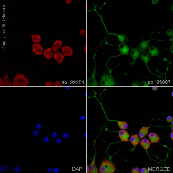 Immunocytochemistry/ Immunofluorescence - Alexa Fluor® 647 Anti-MSI2 antibody [EP1305Y] (AB199251)