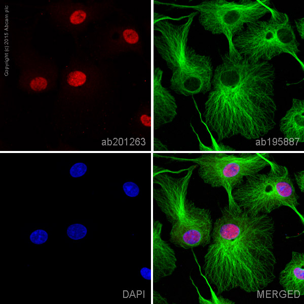 Immunocytochemistry/ Immunofluorescence - Alexa Fluor® 647 Anti-MSK1 (phospho S376) antibody [E375] (AB201263)