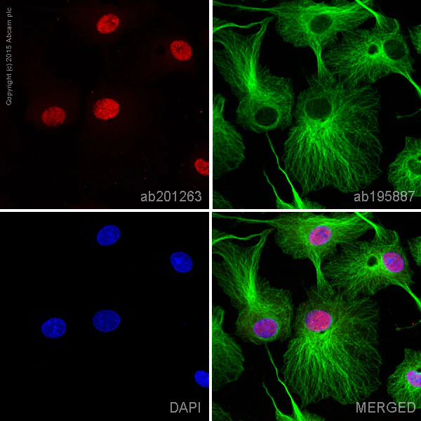 Immunocytochemistry/ Immunofluorescence - Alexa Fluor® 647 Anti-MSK1 (phospho S376) antibody [E375] (AB201263)