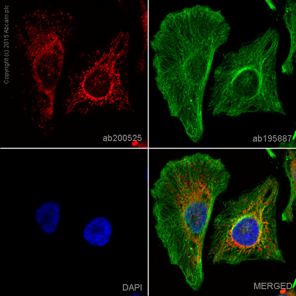 Immunocytochemistry/ Immunofluorescence - Alexa Fluor® 647 Anti-MTCO2 antibody [EPR3314] (AB200525), expandable thumbnail