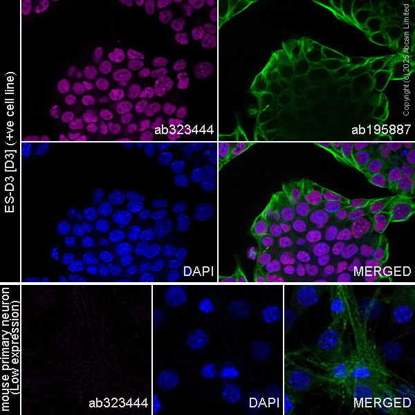 Immunocytochemistry/ Immunofluorescence - Alexa Fluor® 647 Anti-MTF2 antibody [EPR27196-167] (AB323444)