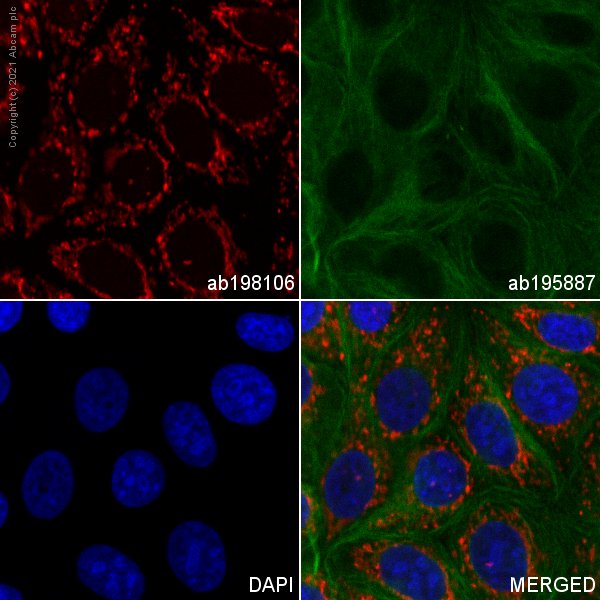 アンファティ モイスチャ IF 製品一覧 – ANFATIE OFFICIAL