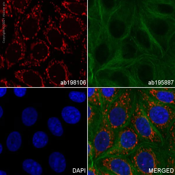 Immunocytochemistry/ Immunofluorescence - Alexa Fluor® 647 Anti-mtTFA antibody [18G102B2E11] - Mitochondrial Marker (AB198106)