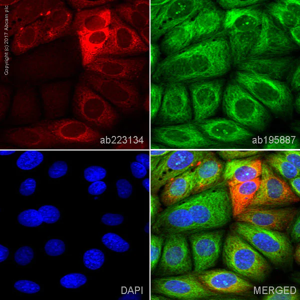 Immunocytochemistry/ Immunofluorescence - Alexa Fluor® 647 Anti-MUC1 antibody [HMFG1 (aka 1.10.F3)] (AB223134)