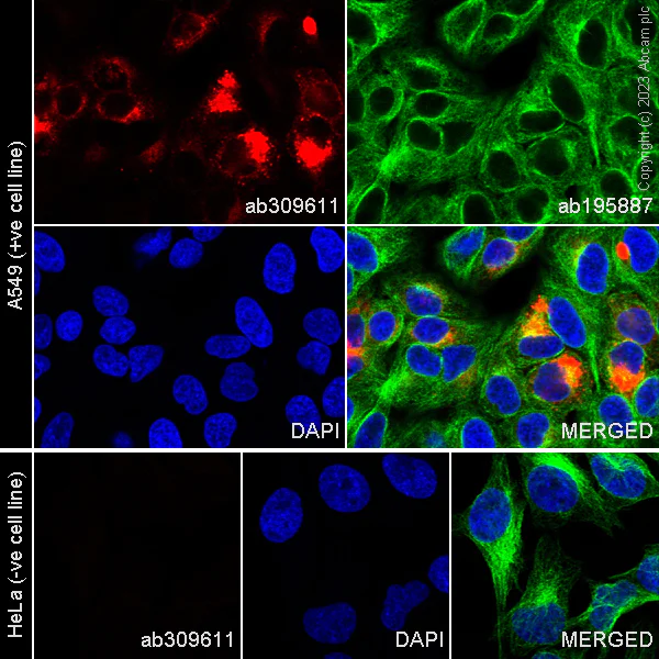 Immunocytochemistry/ Immunofluorescence - Alexa Fluor® 647 Anti-Mucin 5AC antibody [45M1] (AB309611)