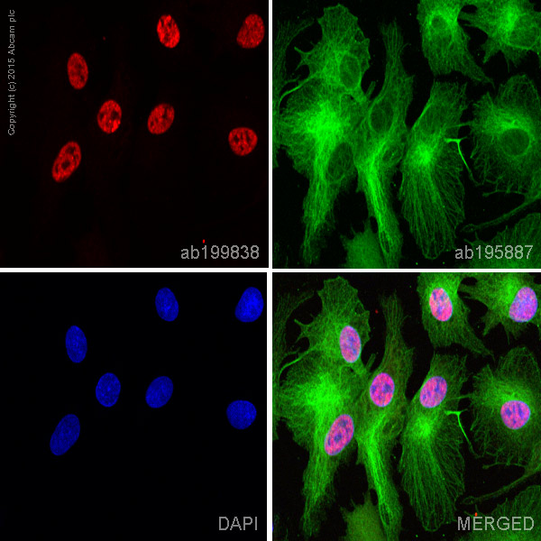 Immunocytochemistry/ Immunofluorescence - Alexa Fluor® 647 Anti-Musashi 1 / Msi1 antibody [EP1302] (AB199838), expandable thumbnail
