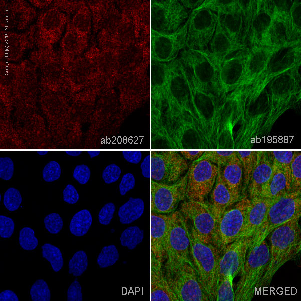 Anti-MVP Alexa Fluor® 647 antibody [EPR13227(B)] (ab208627