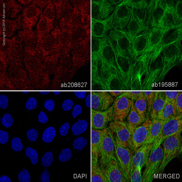 Immunocytochemistry/ Immunofluorescence - Alexa Fluor® 647 Anti-MVP antibody [EPR13227(B)] (AB208627)