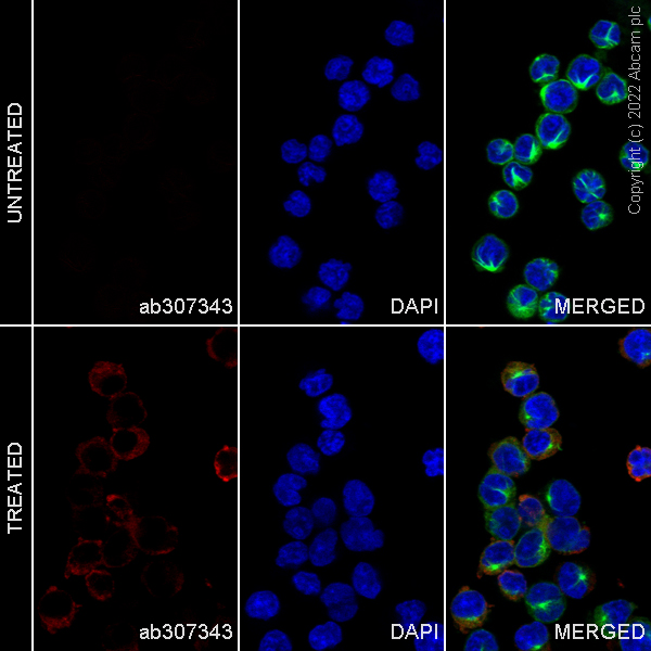 Immunocytochemistry/ Immunofluorescence - Alexa Fluor® 647 Anti-MX1 antibody [EPR24485-19] (AB307343), expandable thumbnail