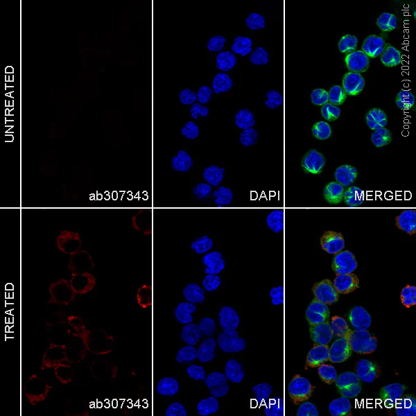 Immunocytochemistry/ Immunofluorescence - Alexa Fluor® 647 Anti-MX1 antibody [EPR24485-19] (AB307343)