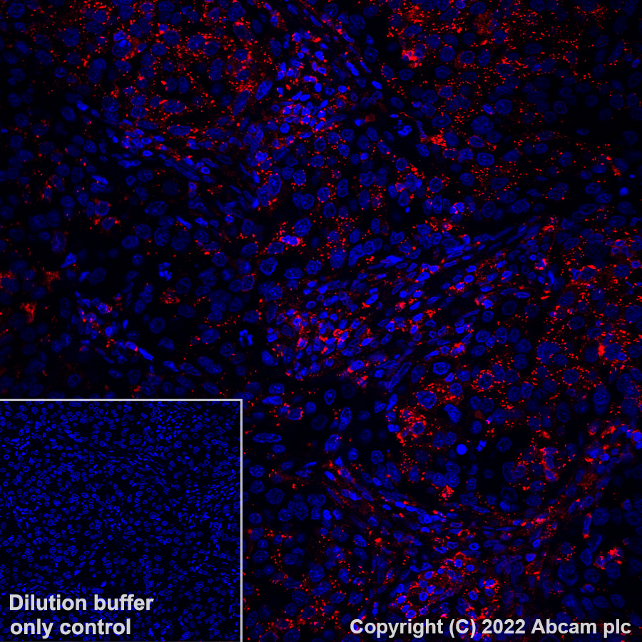 Immunohistochemistry (Formalin/PFA-fixed paraffin-embedded sections) - Alexa Fluor® 647 Anti-MX1 antibody [EPR24485-19] (AB307343), expandable thumbnail