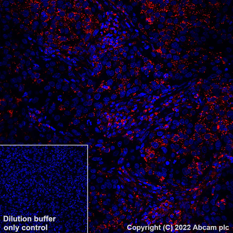 Immunohistochemistry (Formalin/PFA-fixed paraffin-embedded sections) - Alexa Fluor® 647 Anti-MX1 antibody [EPR24485-19] (AB307343)