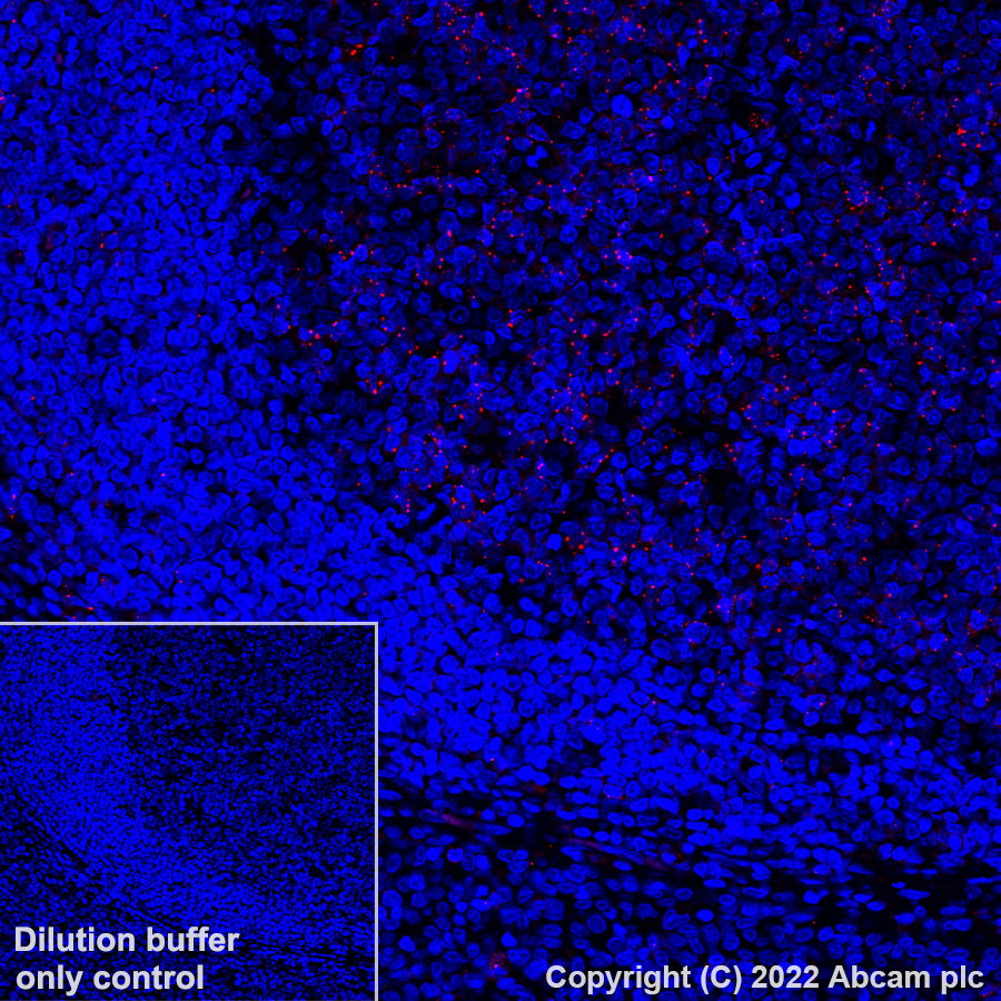 Immunohistochemistry (Formalin/PFA-fixed paraffin-embedded sections) - Alexa Fluor® 647 Anti-MX1 antibody [EPR24485-19] (AB307343), expandable thumbnail