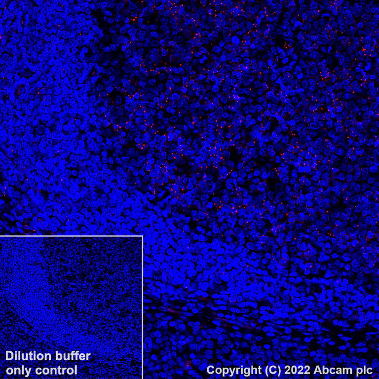 Immunohistochemistry (Formalin/PFA-fixed paraffin-embedded sections) - Alexa Fluor® 647 Anti-MX1 antibody [EPR24485-19] (AB307343)