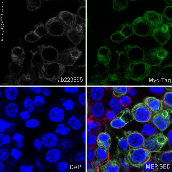 Immunocytochemistry/ Immunofluorescence - Alexa Fluor® 647 Anti-Myc tag antibody [9E10] (AB223895), expandable thumbnail