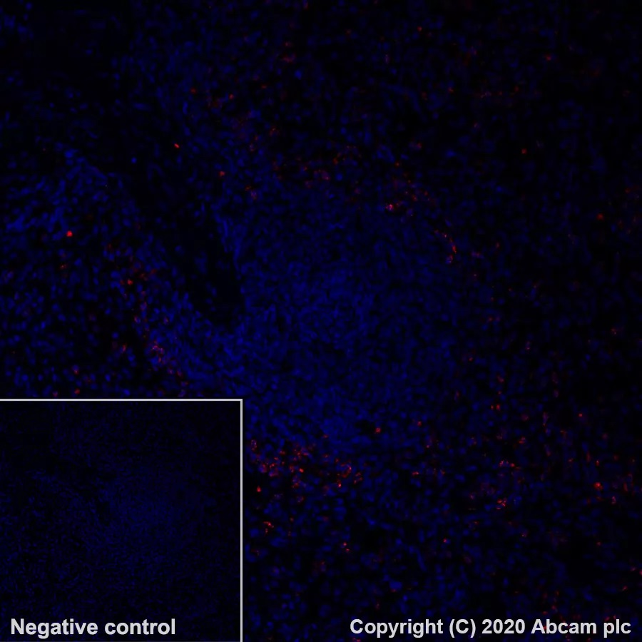 Immunohistochemistry (Formalin/PFA-fixed paraffin-embedded sections) - Alexa Fluor® 647 Anti-Myeloperoxidase antibody [SP72] (AB279686), expandable thumbnail