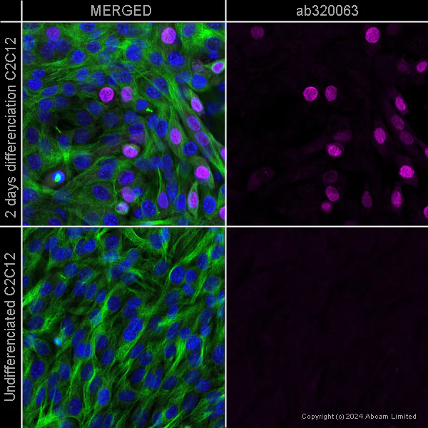 Immunocytochemistry/ Immunofluorescence - Alexa Fluor® 647 Anti-Myogenin antibody [F5D] (AB320063)