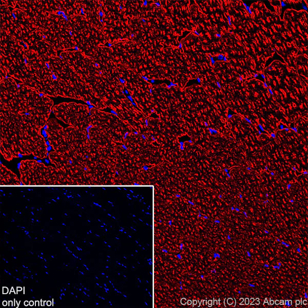 Immunohistochemistry (Frozen sections) - Alexa Fluor® 647 Anti-Myosin heavy chain antibody [A4.1025] (AB315963)