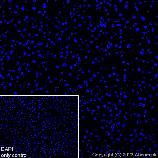 Immunohistochemistry (Frozen sections) - Alexa Fluor® 647 Anti-Myosin heavy chain antibody [A4.1025] (AB315963)