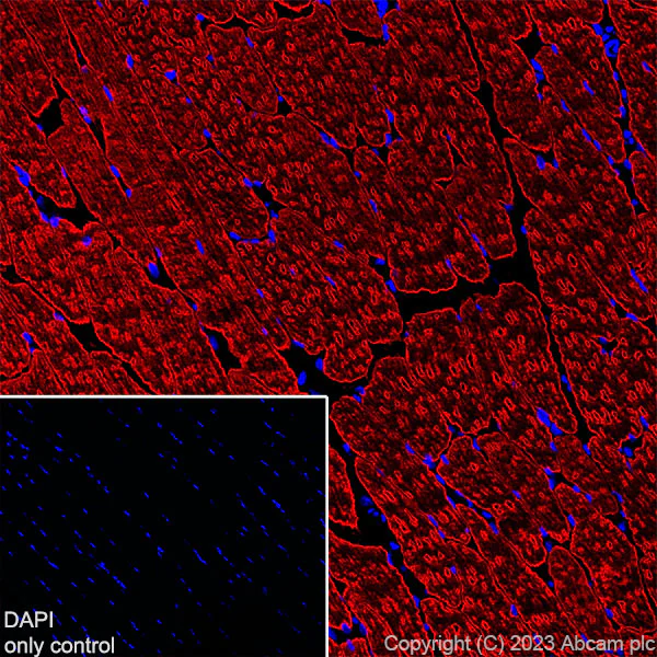 Immunohistochemistry (Frozen sections) - Alexa Fluor® 647 Anti-Myosin heavy chain antibody [A4.1025] (AB315963)