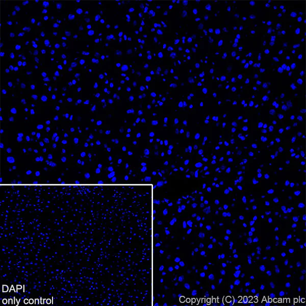 Immunohistochemistry (Frozen sections) - Alexa Fluor® 647 Anti-Myosin heavy chain antibody [A4.1025] (AB315963)