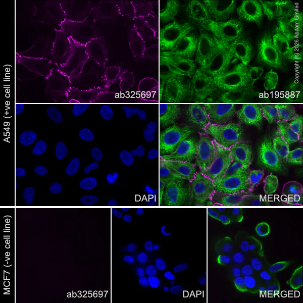 Immunocytochemistry/ Immunofluorescence - Alexa Fluor® 647 Anti-N Cadherin antibody [EPR29626-10] (AB325697)
